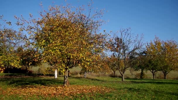 Árboles en otoño — Vídeo de stock