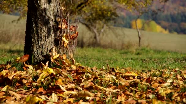 Bäume im Herbst — Stockvideo