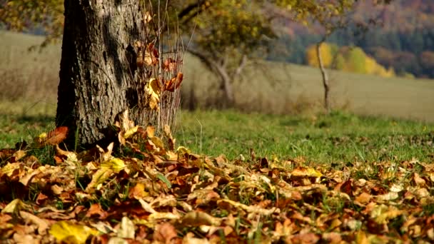 Bomen in de herfst — Stockvideo