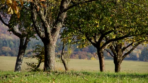 Árboles en otoño — Vídeos de Stock