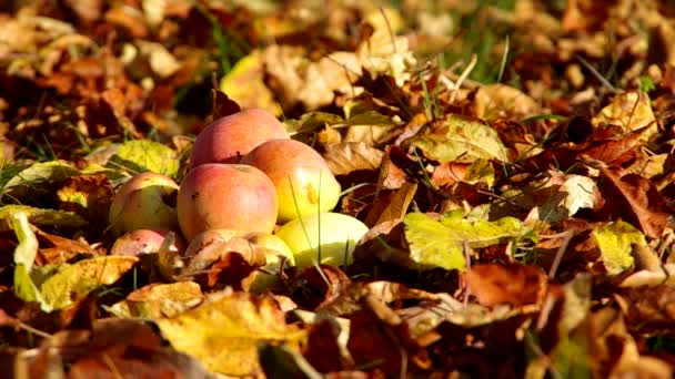 Appels op de gevallen bladeren — Stockvideo