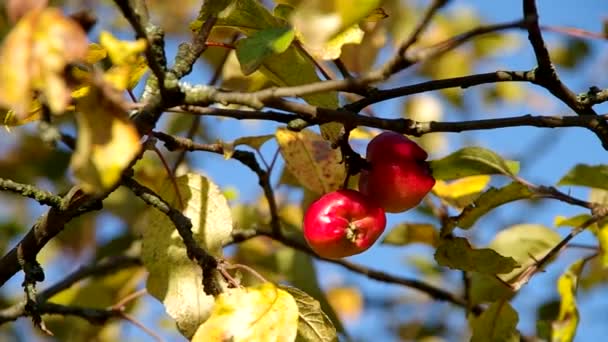 Два маленьких яблука на дереві — стокове відео
