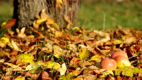 Яблоки на опавших листьях — стоковое видео