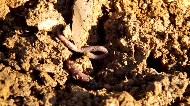 Earthworm in soil — Stock Video