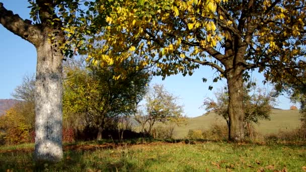 Bomen in de herfst — Stockvideo