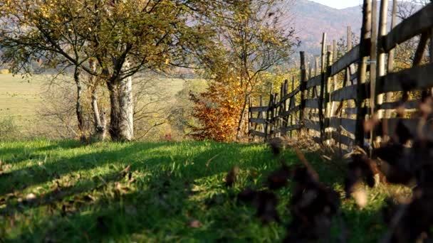 Árboles en otoño — Vídeos de Stock