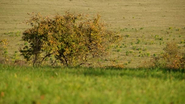 Árboles en otoño — Vídeo de stock