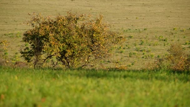 Trees in autumn — Stock Video