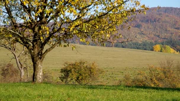 Árboles en otoño — Vídeos de Stock