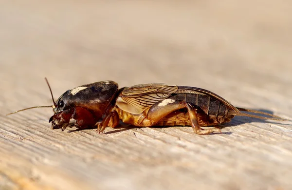 Grillo topo gryllotalpa de Gryllotalpa — Foto de Stock