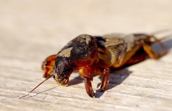 Κρεμμυδοφάγος, Gryllotalpa gryllotalpa — Φωτογραφία Αρχείου