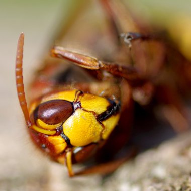 Hornet bir ahşap kabuk üzerinde