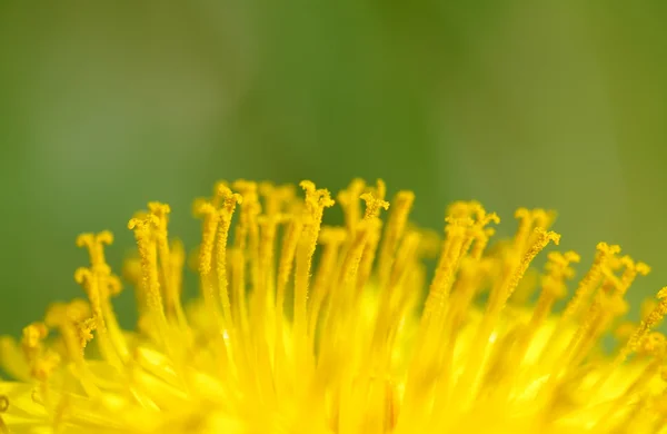 Yellow dandelions in the wind — Stock Photo, Image