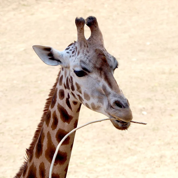 Portrait d'une girafe — Photo