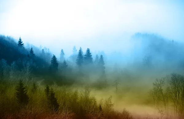 Forest in fog — Stock Photo, Image