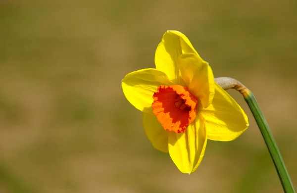 Daffodil flor, narcis — Fotografia de Stock