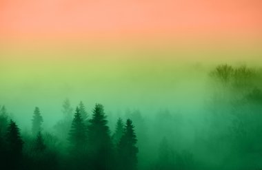 Sisin içinde dalmış orman