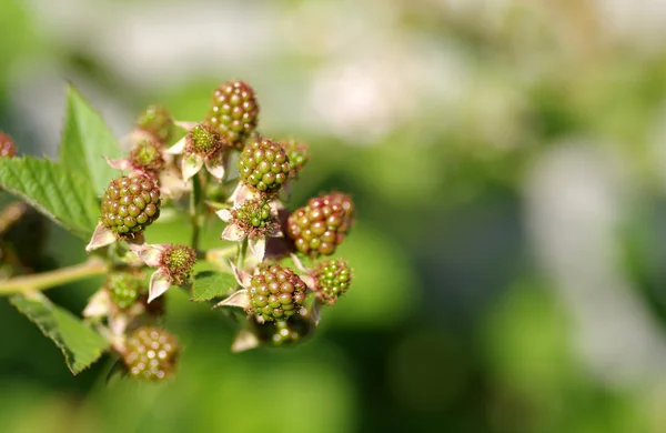 Unripe green blackberries — Stock Photo, Image