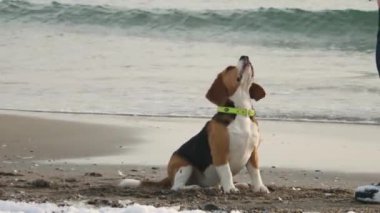 Yakından çekilmiş safkan bir av köpeği. Karlı bir sahilde