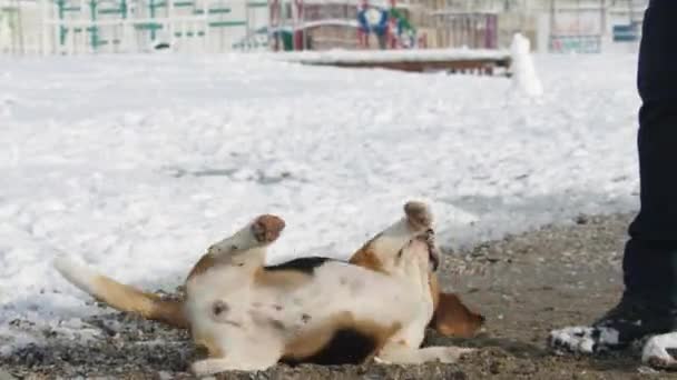 Purebred Beagle Close Ups Snowy Beach — Stock Video