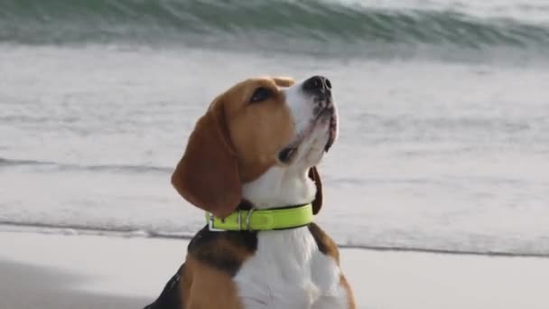 Purebred Beagle Met Close Ups Een Besneeuwd Strand — Stockvideo