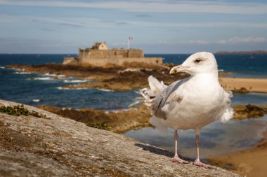 Arka planda Fort Ulusal Saint-Malo, Fransa, martı