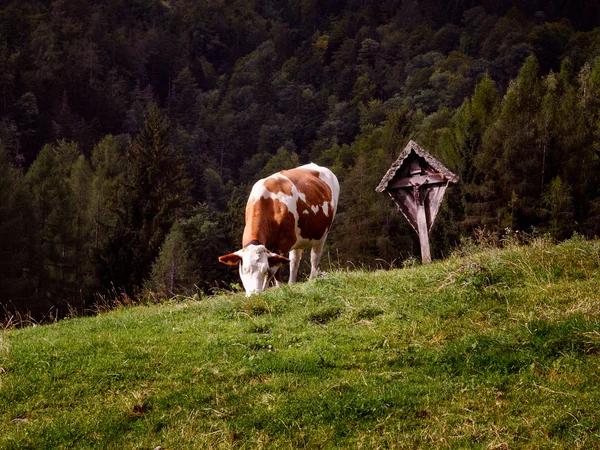 Cruzifix の横にある高山放牧牛 — ストック写真