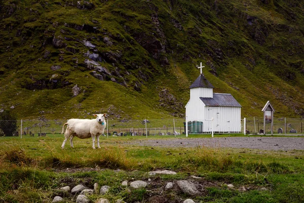 Schapen voor Unstad kapel op de Lofoten Islands, Norways Stockfoto