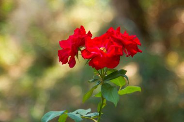 Kraliyet Sarayı, çiçek yatakta kırmızı gül. Arka plan Bahçe karşı hassas yaprakları çiçek