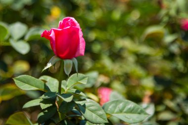 Pembe Gül Kraliyet Sarayı çiçek yatakta. Arka plan Bahçe karşı hassas yaprakları çiçek