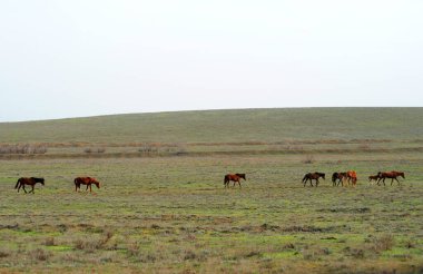 Baharda bozkırda yedi at ve bir tay.