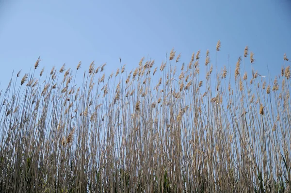 Rivier Riet Met Blauwe Lucht — Stockfoto