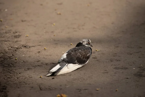 Pigeon Walking Asphalt — Stock Photo, Image