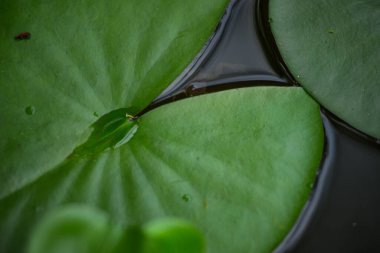 Su zambaklarının yaprakları arasındaki gölde kurbağa.