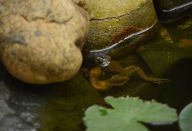Göldeki bir kurbağa yazın taşlara tırmanır.
