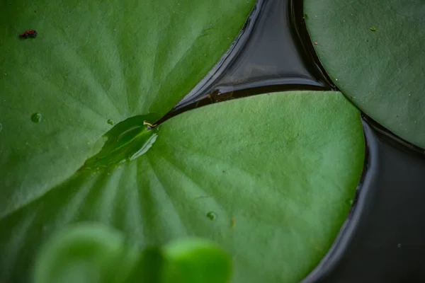 Large Leaf Water Lily Pond Barely Noticeable Frog Leaf — Stock Photo, Image
