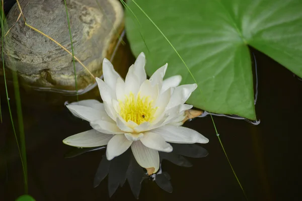 Flor Lirio Agua Blanca Amarilla Estanque Verano — Foto de Stock