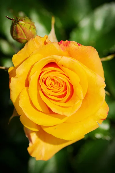 Yellow Rose Flower Bud Top View Blossoming Rosebud Spring Garden — Foto de Stock