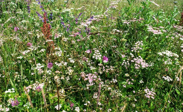 Wilde Bloemen Bergen Van Noordelijke Kaukasus Wilde Bloemen Gras Zomer — Stockfoto