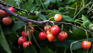 Yazın yaprakları olan bir dalda kiraz. Olgun kirazlar. Kiraz çileği