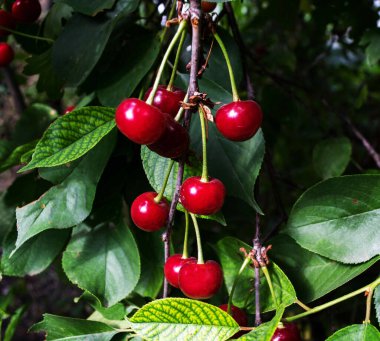 Yazın yaprakları olan bir dalda kiraz. Olgun kirazlar. Kiraz çileği