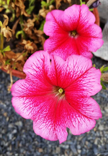 여름에 정원에 분홍빛 초원의 — 스톡 사진