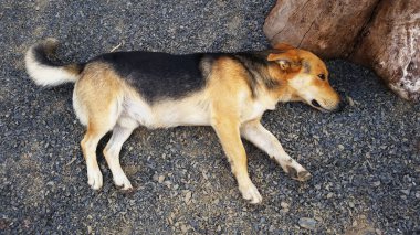 Şeceresiz, kahverengi ve siyah renkli şirin bir köpek. Melez