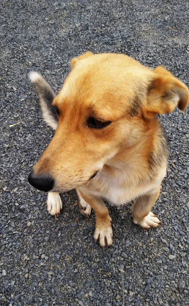 Lindo Perro Color Marrón Negro Sin Pedigrí Mestizo — Foto de Stock