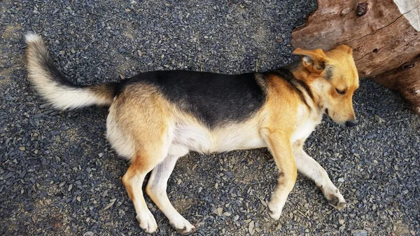 Netter Hund Von Brauner Und Schwarzer Farbe Ohne Stammbaum Mischling — Stockfoto