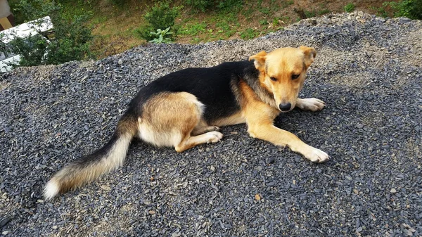 血統のない茶色と黒のかわいい犬 モングレル — ストック写真