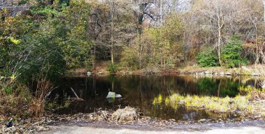 Sonbaharda Brooklyn Park 'ta. Sonbaharda parkta ağaçlar. Gölet. 