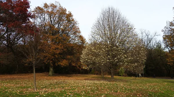 秋のブルックリン公園 秋の公園内の木 — ストック写真