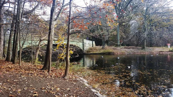 Brooklyn Park Podzim Stromy Parku Podzim Rybník Most Přes Řeku — Stock fotografie