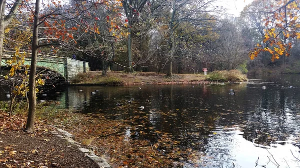 秋のブルックリン公園 秋の公園の木 川にかかる橋 — ストック写真